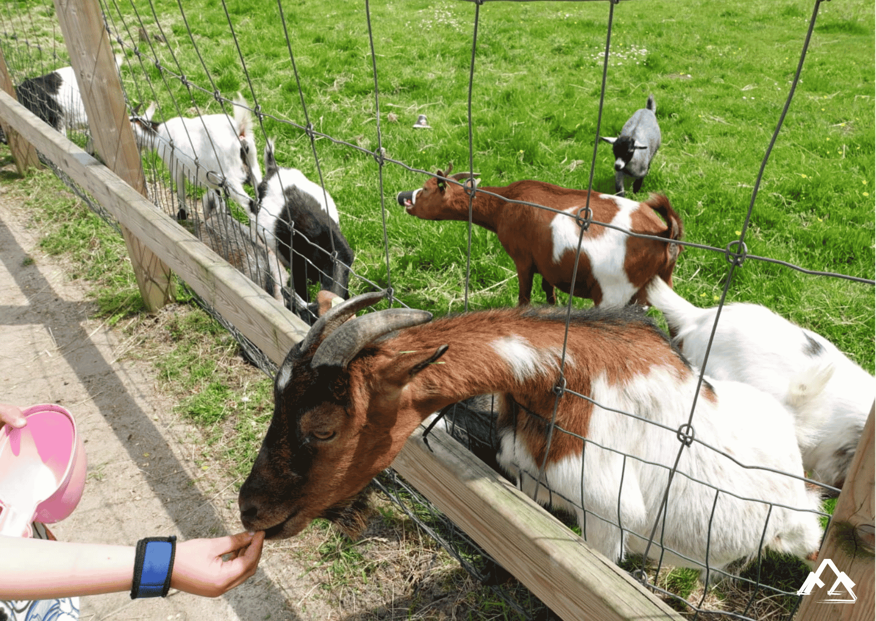 Geitenweide